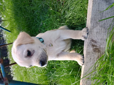 Pui labrador retriever foto