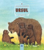 Ursul - Animale salbatice in natura | Renne