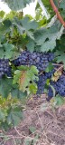 Vand struguri Merlot