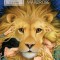 The Lion, the Witch and the Wardrobe