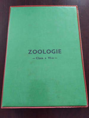 Zoologie - clasa VI / 6 - set 120 diapozitive educative - Studioul Animafilm foto