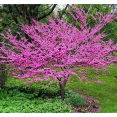 Seminte Copacul lui Iuda cercis canadensis decorativ arbore ornamental foto