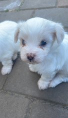Pui de bichon