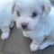 Pui de bichon