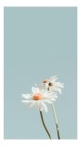 Tablou Canvas cu margarite bl&acirc;nde - Artă florală naturală, 26 x 39 cm, CMCLASS