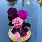 3 Trandafiri Criogenati purpuriu-mov &Oslash;6,5cm in cupola 17x28cm
