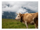 Tablou Canvas, "Vaca &icirc;n peisaj montan &icirc;nnourat", Vacă, Dealuri, Nori, Peisaj, Clopot, Natură, Pășune, Cer, Verde, Munți, 39 x 26 cm, CMCLASS