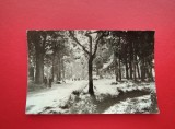 CARTE POSTALA - RSR - BAILE MONEASA - VEDERE DIN PARC