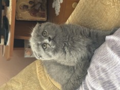 Pui de pisică scottish fold foto