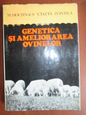 Genetica si ameliorarea ovinelor foto