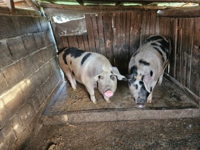 Porc de vanzare foto