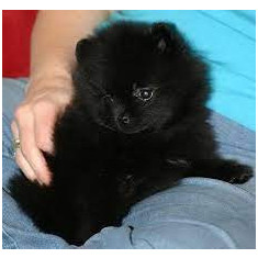 Pomeranian mini (alb-negru)