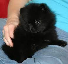 Pomeranian mini (alb-negru) foto