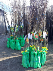 Pomi fructiferi certificati, trandafiri foto