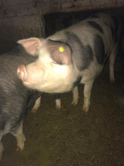 Porci crescut in gospodarie proprie. foto