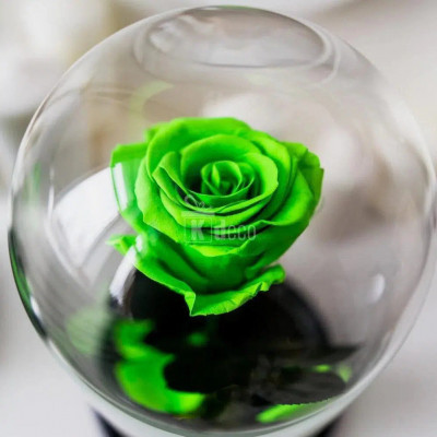 Trandafir Criogenat XL verde deschis &amp;Oslash;6,5cm in cupola 10x20cm foto