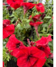 PETUNIE ROSIE CURGATOARE - GHIVECI