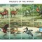 MALDIVE 1996 - Animale salbatice/colita MNH