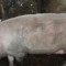 Animale domestice