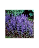 Ajuga reptans &#039;Chocolate Chips&#039;, planta perena pitica, acoperitoare de sol, la ghiveci, 1 buc, Oem