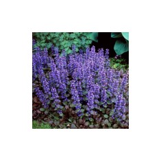Ajuga reptans &#039;Chocolate Chips&#039;, planta perena pitica, acoperitoare de sol, la ghiveci, 1 buc
