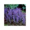 Ajuga reptans &#039;Chocolate Chips&#039;, planta perena pitica, acoperitoare de sol, la ghiveci, 1 buc