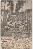 Ceylon 1900 , Carte Postala Circulata