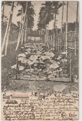 Ceylon 1900 , Carte Postala Circulata foto