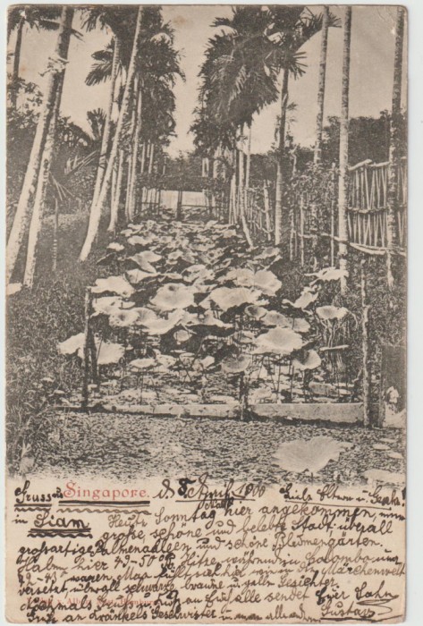 Ceylon 1900 , Carte Postala Circulata