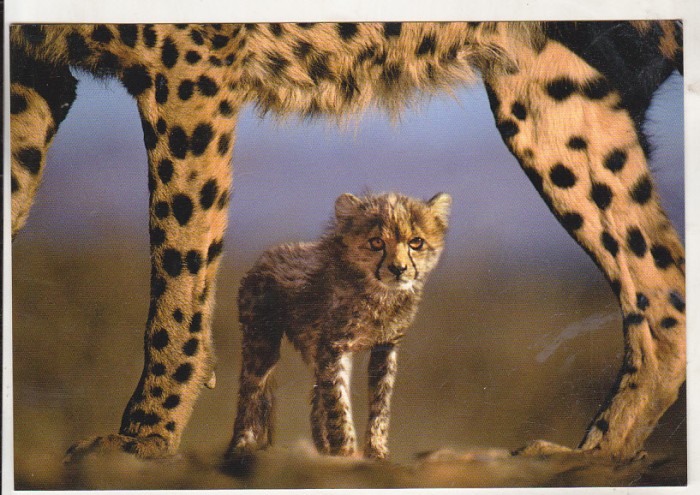 bnk cp Ghepard - carte postala necirculata