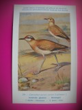HOPCT 6325 COURVITE GAULOIS -PASARI DE APA -FAUNA EUROPA-CP CHROMO LITHO -MUZEUL REGAL STIINTE NATURALE BELGIA-NECIRCULATA, Printata