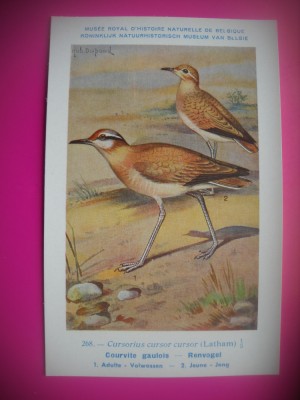 HOPCT 6325 COURVITE GAULOIS -PASARI DE APA -FAUNA EUROPA-CP CHROMO LITHO -MUZEUL REGAL STIINTE NATURALE BELGIA-NECIRCULATA foto