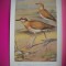 HOPCT 6325 COURVITE GAULOIS -PASARI DE APA -FAUNA EUROPA-CP CHROMO LITHO -MUZEUL REGAL STIINTE NATURALE BELGIA-NECIRCULATA
