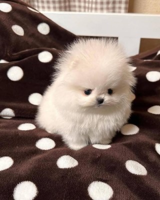 Catei Pomeranian foto