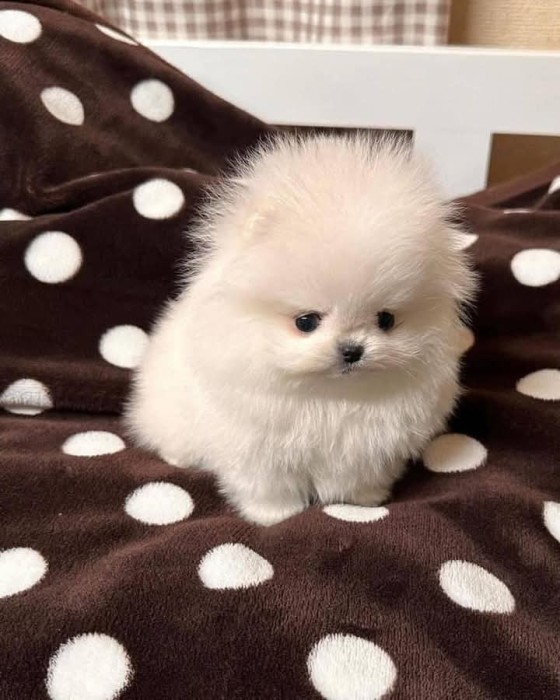 Catei Pomeranian