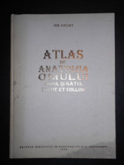 ION PASAT - ATLAS DE ANATOMIA OMULUI. CAPUL SI GATUL (1995) foto