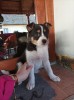 Fetita Border Collie Tricolor de v&acirc;nzare