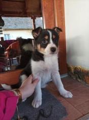Fetita Border Collie Tricolor de v&acirc;nzare