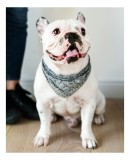 Tablou Canvas, "Bulldog fericit cu eșarfă albastră", Nu pot să identific persoana din imagine, dar pot să &icirc;ți spun că văd un c&acirc;ine adorabil! Dacă ai a
