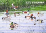 Rate din Romania