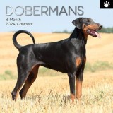 Dobermans - 2024 Square Wall Calendar