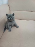 British Shorthair Blue