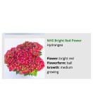 Blo.Hortensia NHS Bright Red Power 28