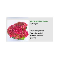 Blo.Hortensia NHS Bright Red Power 28