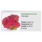 Blo.Hortensia NHS Bright Red Power 28