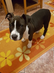 Catelusa Amstaff foto