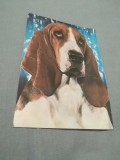 Cumpara ieftin CARTE POSTALA --FELICITARE NECIRCULATA