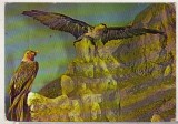 bnk cp Muzeul Banatului Timisoara - Diorama cu zagani - necirculata