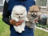 Pomeranian mini toy