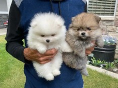 Pomeranian mini toy